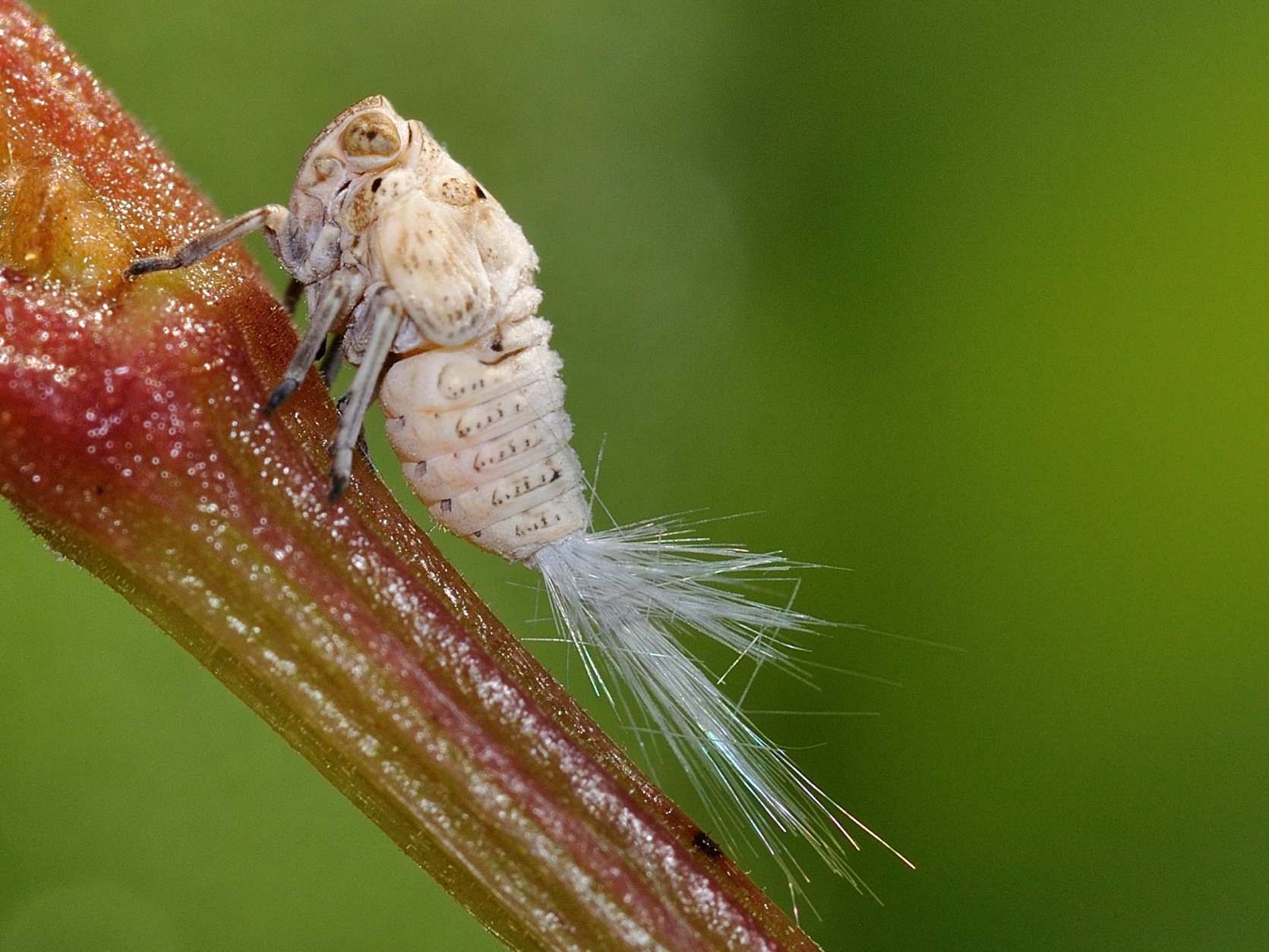 Issidae